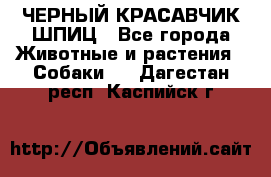 ЧЕРНЫЙ КРАСАВЧИК ШПИЦ - Все города Животные и растения » Собаки   . Дагестан респ.,Каспийск г.